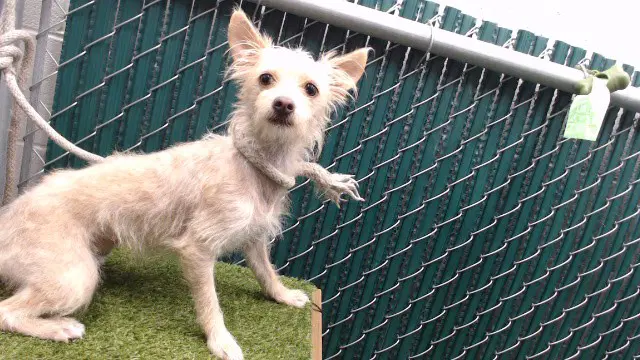 Nova - Terrier