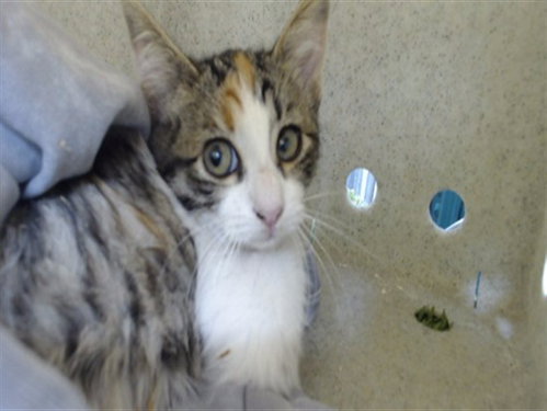 Molly, Domestic Short Hair (medium coat)