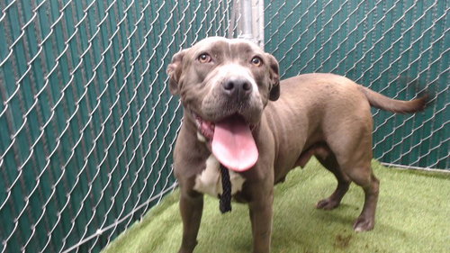 Ruby, Pit Bull Terrier (medium coat)