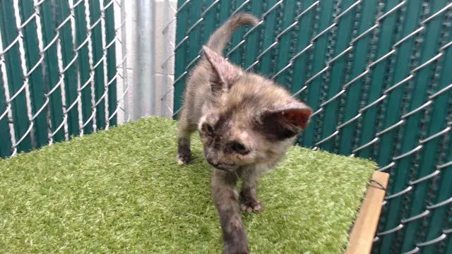 Olivia - Domestic Short Hair