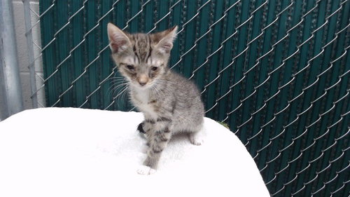 Minkus, Domestic Short Hair (medium coat)