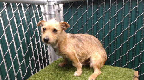 Cory, Terrier (medium coat)