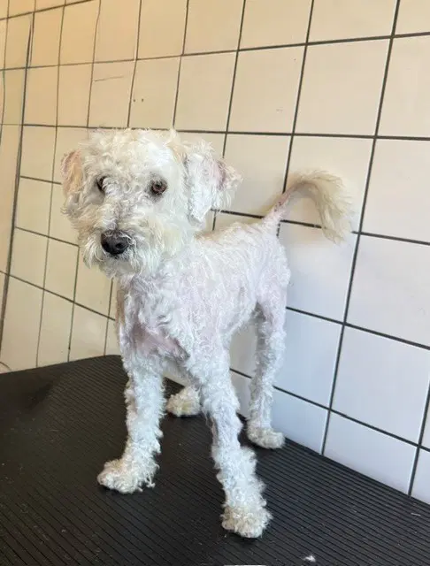 Alex - Poodle (Miniature)