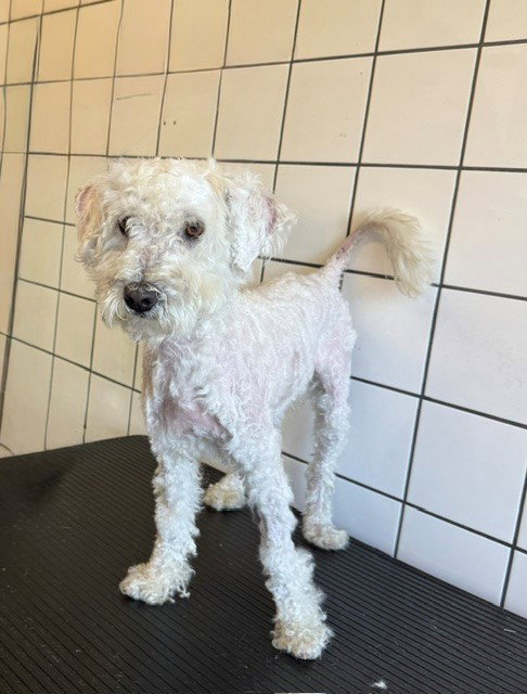 Alex, Poodle (Miniature) (medium coat)
