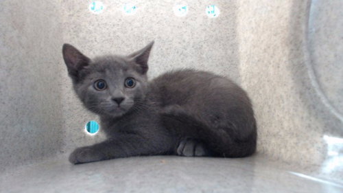Bumblebee, Domestic Short Hair (medium coat)