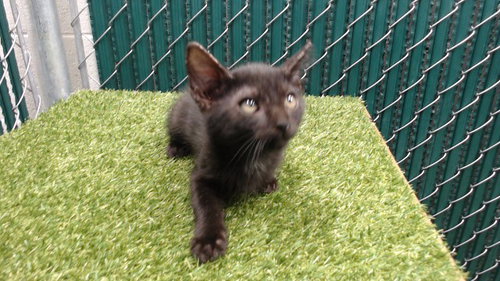 Henry, Domestic Short Hair (medium coat)