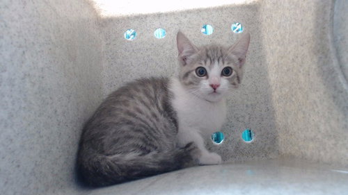 Arcee, Domestic Short Hair (medium coat)