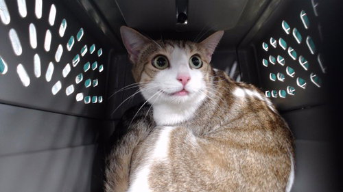 Monkey, Domestic Short Hair (medium coat)