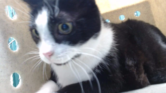 Kitty