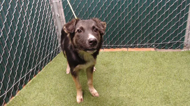 Beth - German Shepherd Dog