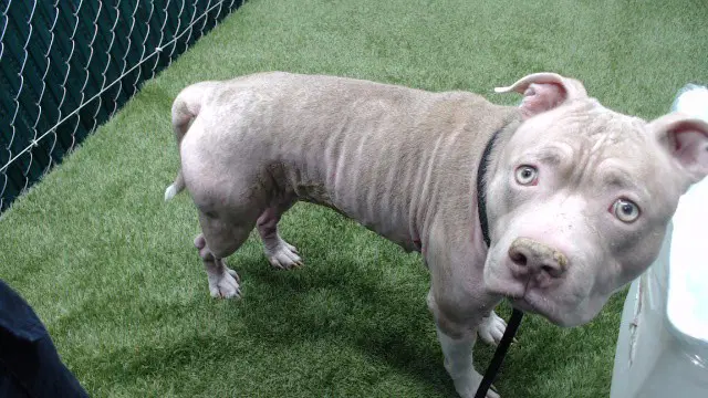 Sandy - Pit Bull Terrier