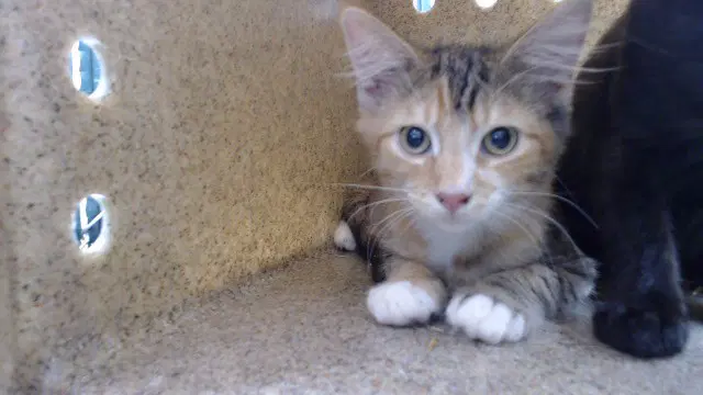 Cali - Domestic Short Hair