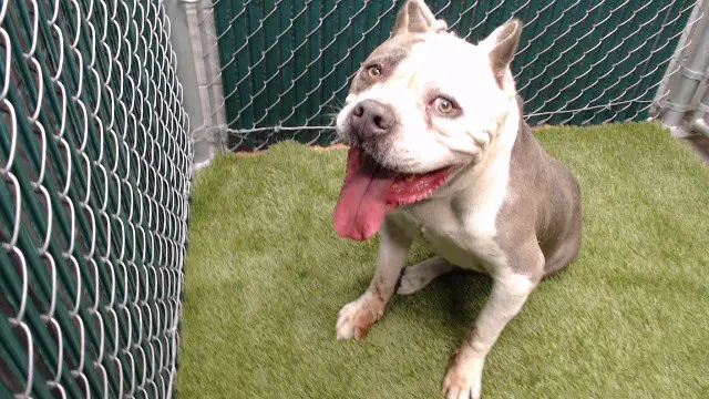 Hank - American Bulldog