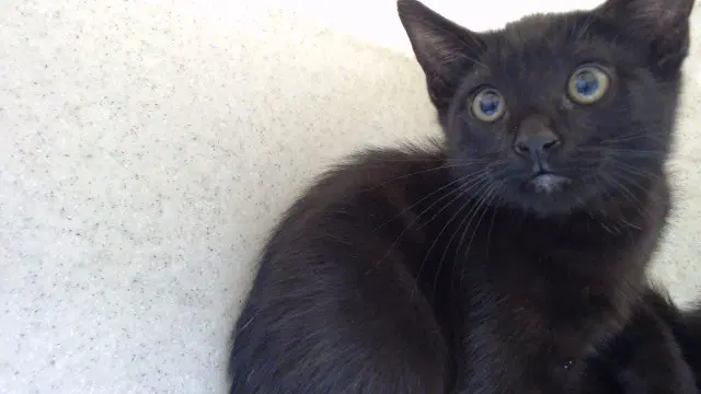 Norman - Domestic Short Hair