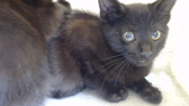 Bates - Domestic Short Hair