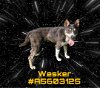 adoptable Dog in gardena, CA named WESKER