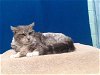adoptable Cat in gardena, CA named ASPEN