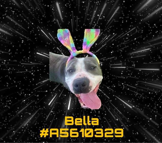 adoptable Dog in Gardena, CA named BELLA