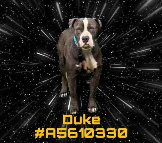adoptable Dog in Gardena, CA named DUKE