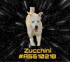 adoptable Dog in gardena, CA named ZUCCHINI