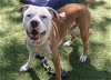 adoptable Dog in gardena, CA named RHEX
