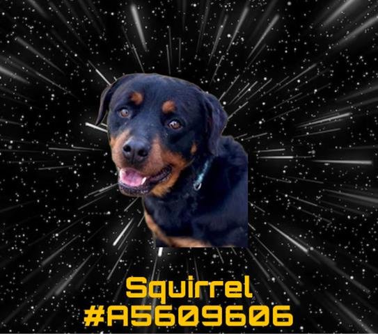 adoptable Dog in Gardena, CA named SQUIRREL