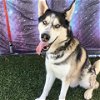 adoptable Dog in gardena, CA named COOPER