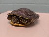 adoptable Turtle in gardena, CA named KIWI