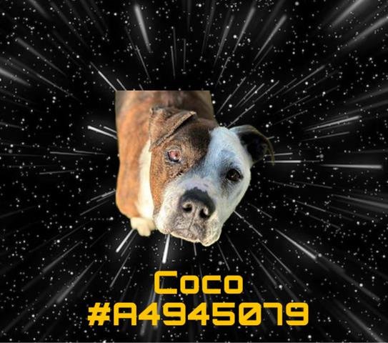 adoptable Dog in Gardena, CA named COCO