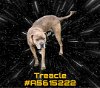 adoptable Dog in gardena, CA named TREACLE