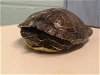 adoptable Turtle in gardena, CA named FANCY