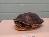 adoptable Turtle in gardena, CA named KOCHI