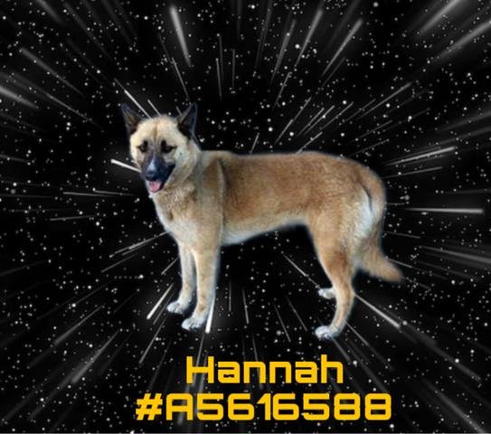 adoptable Dog in Gardena, CA named HANNAH