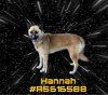 adoptable Dog in gardena, CA named HANNAH