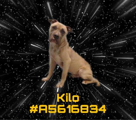 adoptable Dog in Gardena, CA named KYLO