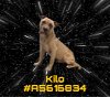 adoptable Dog in gardena, CA named KILO