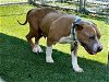 adoptable Dog in gardena, CA named KORA