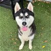 adoptable Dog in gardena, CA named CHARGER
