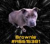 adoptable Dog in gardena, CA named BROWNIE