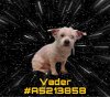 adoptable Dog in gardena, CA named VADER