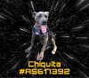 adoptable Dog in gardena, CA named CHIQUITA