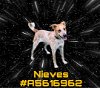 adoptable Dog in gardena, CA named NIEVES