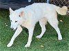 adoptable Dog in gardena, CA named PEARL