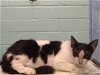 adoptable Cat in gardena, CA named KELLIE