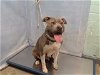 adoptable Dog in  named TIANNA