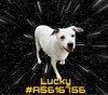 adoptable Dog in gardena, CA named LUCKY