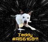 adoptable Dog in gardena, CA named TEDDY