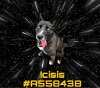 adoptable Dog in gardena, CA named ICISIS