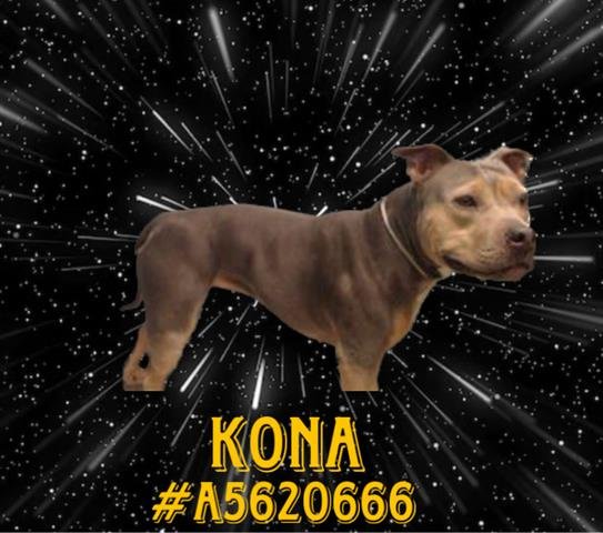 adoptable Dog in Gardena, CA named KONA