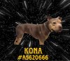 adoptable Dog in gardena, CA named KONA